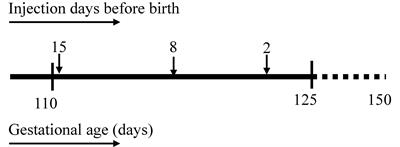 Chorioamnionitis Causes Kidney Inflammation, Podocyte Damage, and Pro-fibrotic Changes in Fetal Lambs